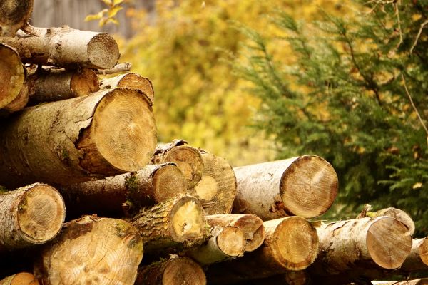 Cost of Wood Pile Removal in Seminole