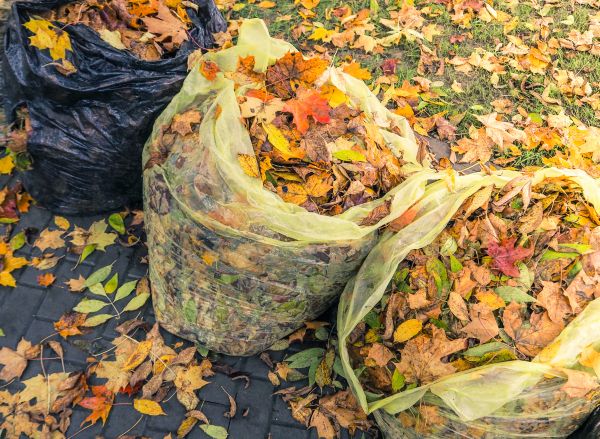 Cost of Yard Cleanup Service in Seminole