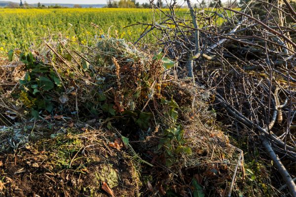 Cost of Brush Disposal in Seminole