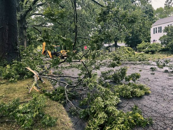 Cost of Tree Branch Disposal in Seminole