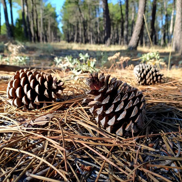 Cost of Pine Cone Removal in Seminole