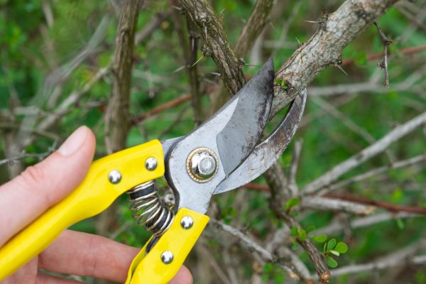 Cost of Limbs Removal in Seminole