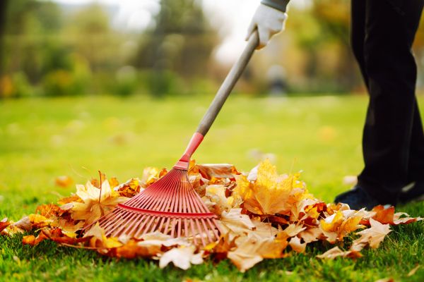Cost of Ditch Leaf Removal in Seminole