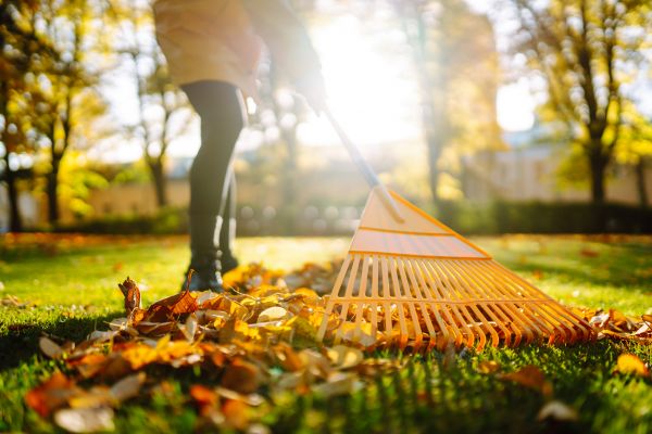 Cost of Leaves Raking in Seminole