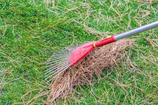 Cost of Yard Raking in Seminole