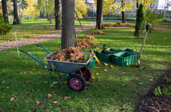 Cost of Leaf Clearing Service in Seminole