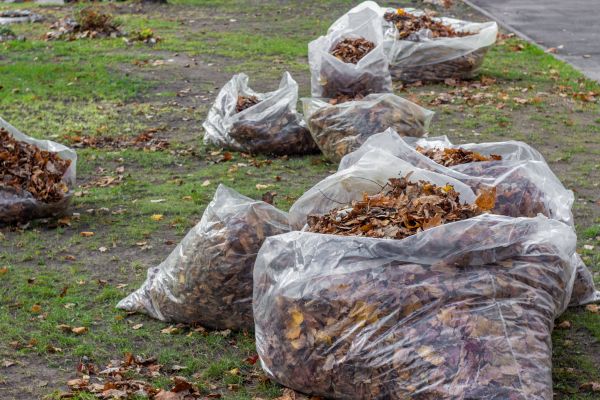 Cost of Leaf Pile Disposal in Seminole