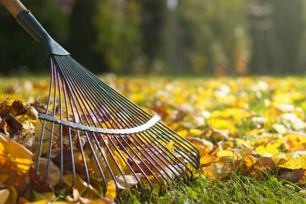 Cost of Leaf Removal in Seminole