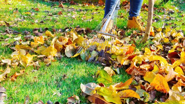 Cost of Lawn Cleanup Service in Seminole