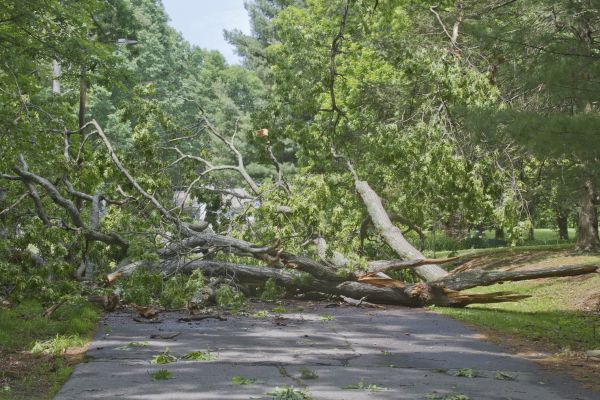 Cost of Tree Debris Removal in Seminole
